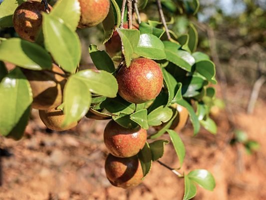 materia prima albero del tè