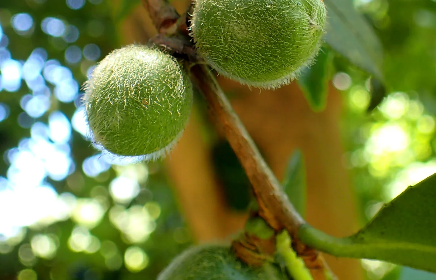 Camellia oleifera fruit raw-material reference